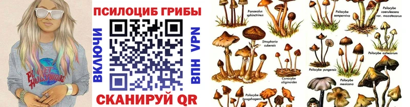 Купить где  Белоярский  Псилоцибиновые грибы Psilocybe 
